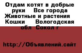 Отдам котят в добрые руки. - Все города Животные и растения » Кошки   . Вологодская обл.,Сокол г.